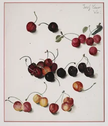 Cerezas